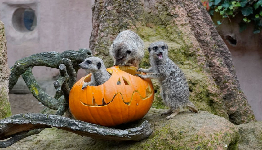 Halloween Zoo Hannover