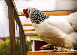 Aufstallungspflicht Geflügel endet in Region Hannover – Aufstallung