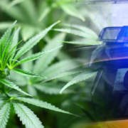 Hannover-Bothfeld: Polizei beschlagnahmt Cannabisplantagen – Canabis beschlagnahmt