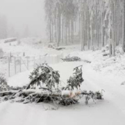 Extreme Wetterlage - Die Niedersächsischen Landesforsten warnen vor dem Betreten der Wälder – Astbruch