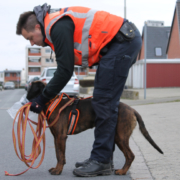 Diensthund Amber findet vermissten Senior aus Garbsen – Polizeispürhund Amber