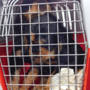 Bundesautobahn (BAB) 2: Polizei befreit Hundewelpen und ein Kätzchen – Hundewelpen