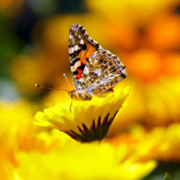 Insekten freuen sich