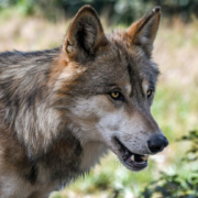 Vermutliche Wolfssichtung im Hermann-Löns-Park in Hannover Wolf