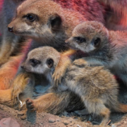 Erdmännchen im Erlebnis-Zoo Hannover