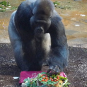 Gorilla 30 Jahre