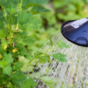 Gießen ja, pumpen nein: Auch für den heimischen Garten gelten Regeln – Giessen Garten pb
