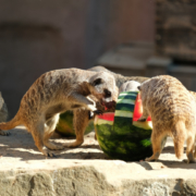 Erfrischung im Erlebnis-Zoo Hannover