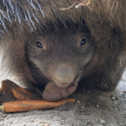 Wombat-Nachwuchs im Erlebnis-Zoo Hannover lüftet Geheimnis – wombat