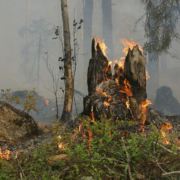 Waldbrand Symbolbild pb