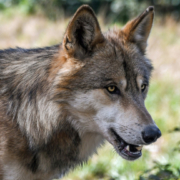 Wolfssichtung in Hannovers Norden – Wolfssichtung 1