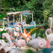 Bootsfahrt über den Sambesi im Erlebnis-Zoo Hannover