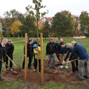 Baumpflanzungen als Teil der Klimaanpassungsstrategie