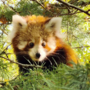 Trauer im Zoo um kleinen Roten Panda – Panda Trauer