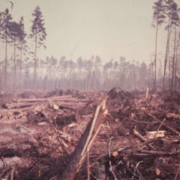 50 Jahre nach Sturm „Quimburga“ – Quimburga NLF