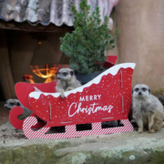 Eine Nase für Geschenke – Weihnachten Erdmaennchen