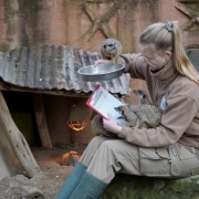 Inventur bei den Erdmännchen im Erlebnis-Zoo