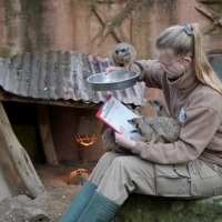 Inventur bei den Erdmännchen im Erlebnis-Zoo