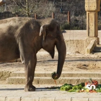 Elefantenkuh Indra