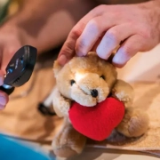 Teddy wird untersucht