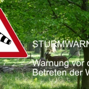 Sturmgefahr in Wäldern