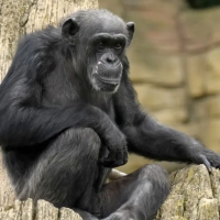 Schimpanse Schika
