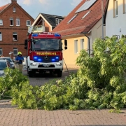 Ast auf Straße