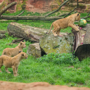 Erlebnis-Zoo Hannover Berberlöwen