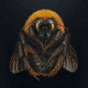 Riesenhummel