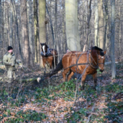 Rückepferde Holzernte