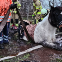 Tierrettung Pony Lehrte