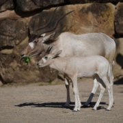 Addax Nachwuchs