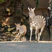 Steppenzebra Nachwuchs