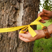 Gelbes Band Obstbaum