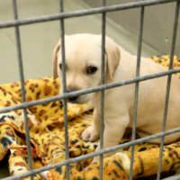 Hund in Quarantäne