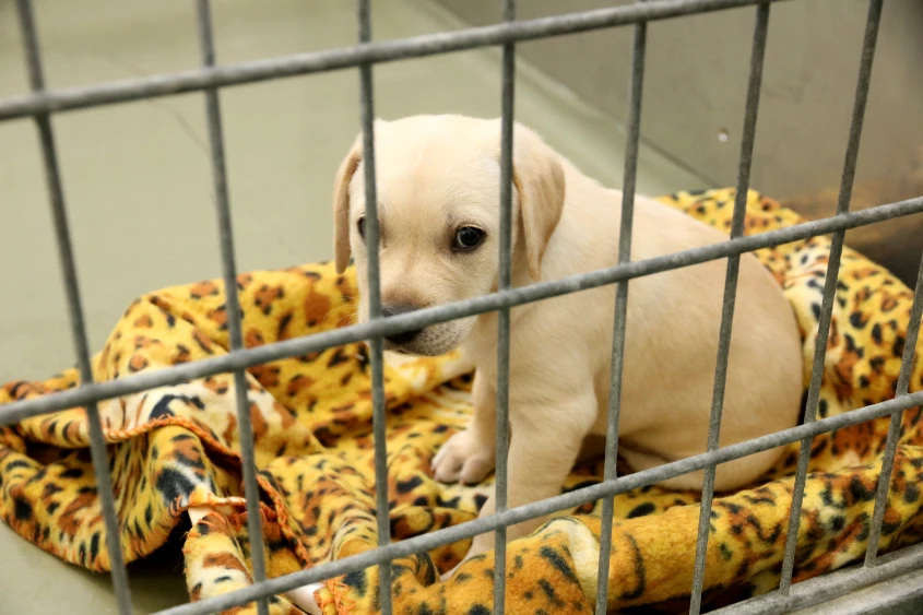 Hund in Quarantäne