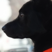 Region Hannover wird assistenzhundfreundliche Kommune – Assistenzhund pb