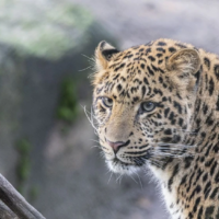 Chinesischer Leopard