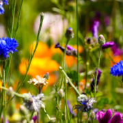 Park der Sinne feiert 25-jähriges Bestehen Park