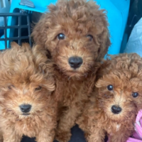 Hundewelpen