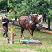 Kaltenweider Duo zeigt Stärke bei Waldarbeitswettkampf Holzrücken
