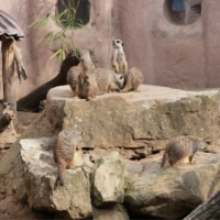 Erlebnis-Zoo Hannover startet in den Winter Erdmännchen im Gehege