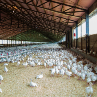 Region Hannover ordnet Aufstallung wegen Vogelgrippe an Aufstallung