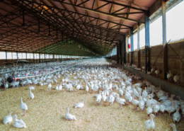 Region Hannover ordnet Aufstallung wegen Vogelgrippe an Aufstallung