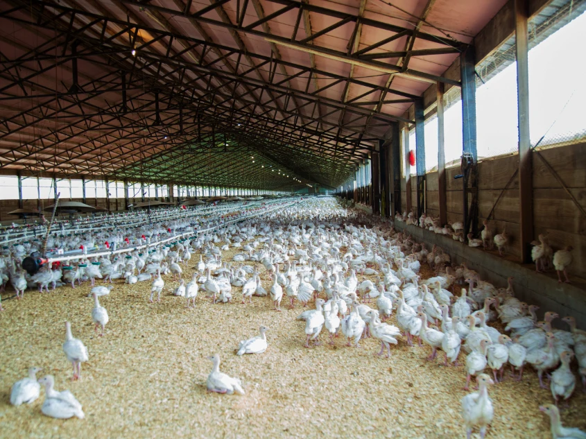 Region Hannover ordnet Aufstallung wegen Vogelgrippe an Aufstallung