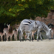 Zebras
