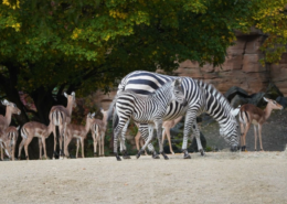 Zebras