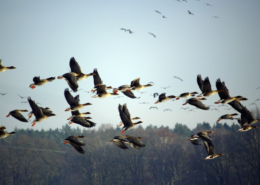 Vogelgrippe bei Wildgänsen in Lehrte nachgewiesen