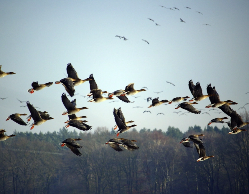 Vogelgrippe bei Wildgänsen in Lehrte nachgewiesen