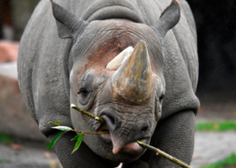 Nashornbulle „Nasor“ im Erlebnis-Zoo angekommen Spitzmaulnashorn